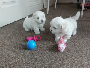 Gorgeous! Kc Registered Maltese Boy For Sale