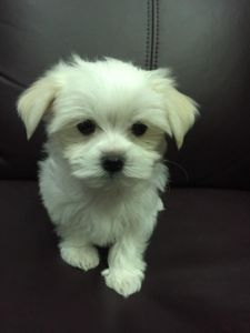 Maltese Puppies