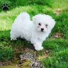 wonderful maltese puppies for adoption.