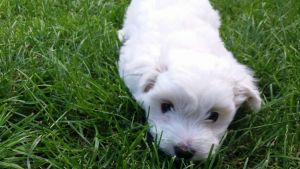 Maltese Terrier Pups