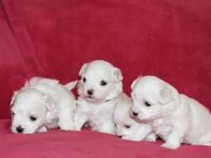 Beautiful Kc Reg Maltese Puppies