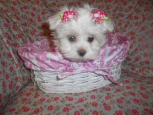 toy maltese babydoll faces nonshed 10 weeks