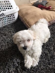 Maltese 9 Weeks Old For Sale