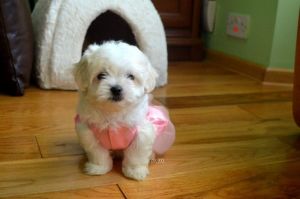 Stunning Kc Maltese Terrier At Stud