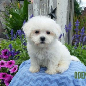 ODEN MALE MALIT-CHON