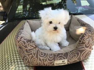 Gorgeous Pure Bred Male Maltese Puppy