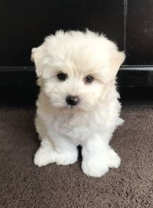 Super Adorable AKC Teacup Maltese Pups ***