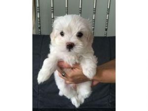 Female Pure Breed Maltese Puppy