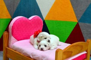 Kc Reg Maltese Boy Fully Vaccinated