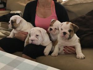 Kc Reg English Bulldog Huu Clear* Only 1 Boy Available