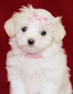 Beautiful Kc Reg Maltese Girl Puppies
