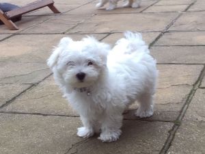 Kc Registered Maltese Puppies For Sale