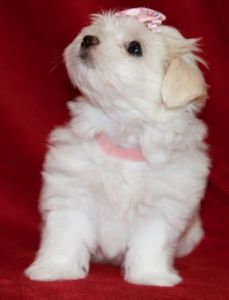 Maltese Kc Lovely Puppy 2 Boys Left