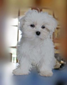 Two Top Class Maltese Puppies Available
