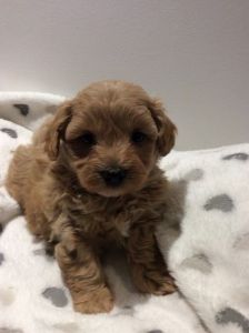 K/c Registered Pure Bred Maltese (toysize)