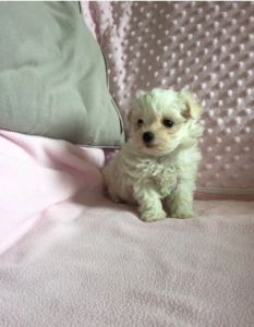 Maltese Puppies For Sale