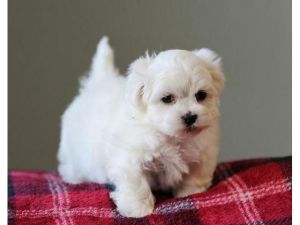 Maltese Puppies For Sale