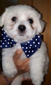 Adorable Kennel Club Registered Maltese Puppy