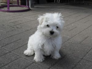 Kc Reg Maltese Girls Ready