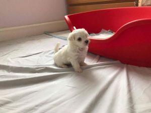 Kc Registered Maltese Puppies