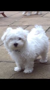 Beautiful Maltese Puppy For Sale