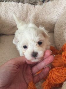 Kc Registered Maltese Puppy Boy Ready Now