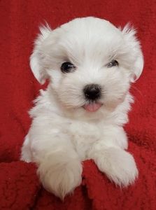 Maltese Girl Kc Registered