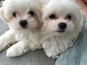 nice maltese pupies