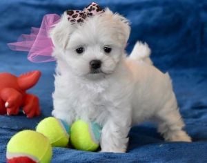 Pure Breed AKC Teacup Maltese Puppies