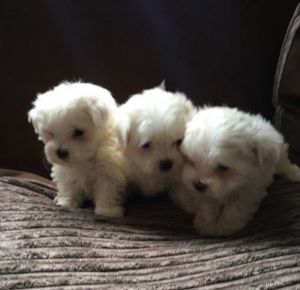Very Tiny T-cup Maltese Terrier