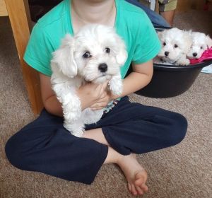 3/4 Maltese 1/4 Bichon Frise. Reduced.ready Now