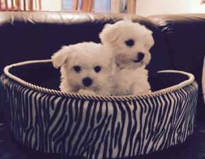Very Cute Maltese X Chihauhua Puppies