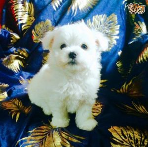 Tiny Kc Reg Maltese Puppy's For Sale
