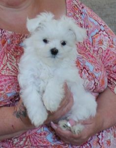 Gorgeous Maltese Puppies