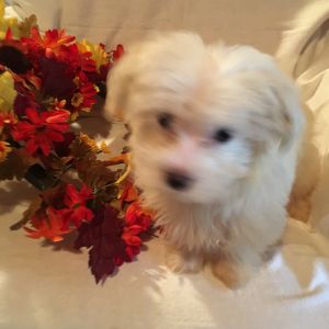 CKC Maltese Male Puppies