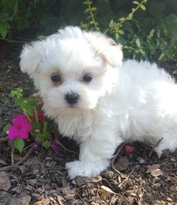 Beautiful Maltese Puppies Available