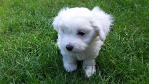Tiny Maltese Puppies Kc Reg - One Girl Left