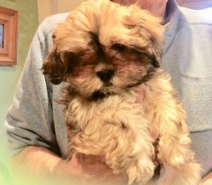 Beautiful Maltilier (maltese Cavalier)