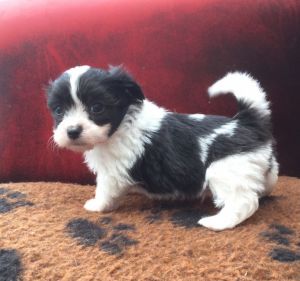 Enchanting Rare Tiny Toy Breed Miki Boys Available