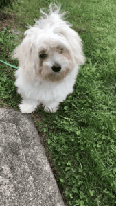 6 month old maltese