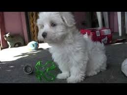 AKC Registered Maltese Puppies Text (***) ***-***2