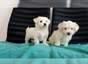 Adorable outstanding Maltese puppies