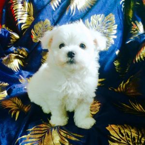 Outstanding Tiny Kc Registered Maltese Puppies