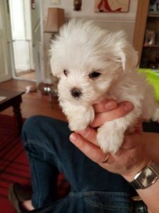 adorable Maltese puppies ready