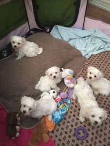 Maltese puppies available