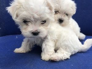 Maltese Puppies Re Homing