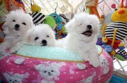Gorgeous Teacup Maltese puppies