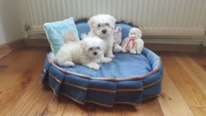 maltese puppies for sale