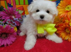 Maltese Puppies - $450
