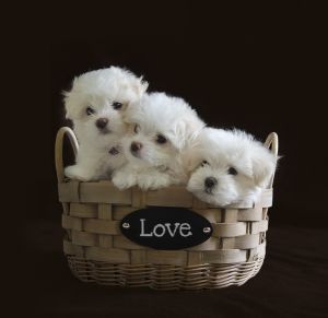 Maltese puppy